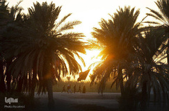 جلوه‌هایی زیبا، از خدمت‌رسانی به زائران اربعین در جنوب عراق