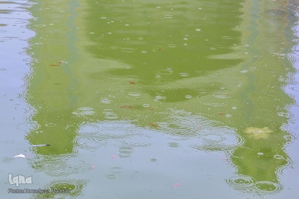 باران بهاری در مسجد تاریخی وکیل شیراز‎‎