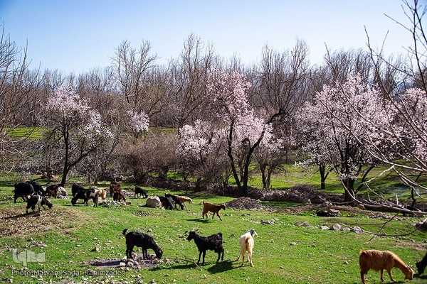 شکوفه‌های بهاری فارس