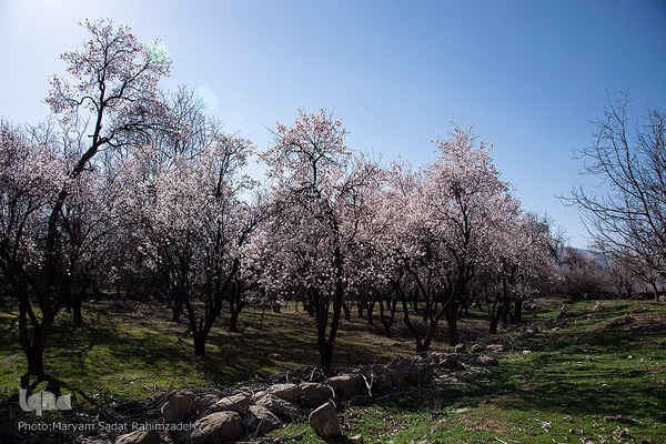 شکوفه‌های بهاری فارس