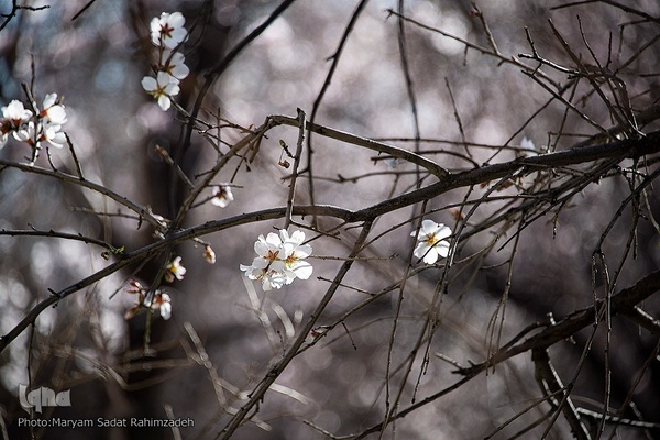 شکوفه‌های بهاری فارس