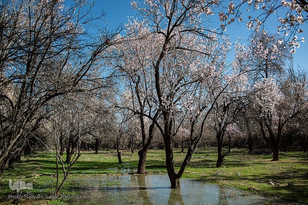 شکوفه‌های بهاری فارس