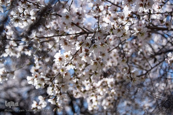 شکوفه‌های بهاری فارس