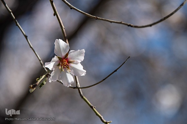 شکوفه‌های بهاری فارس