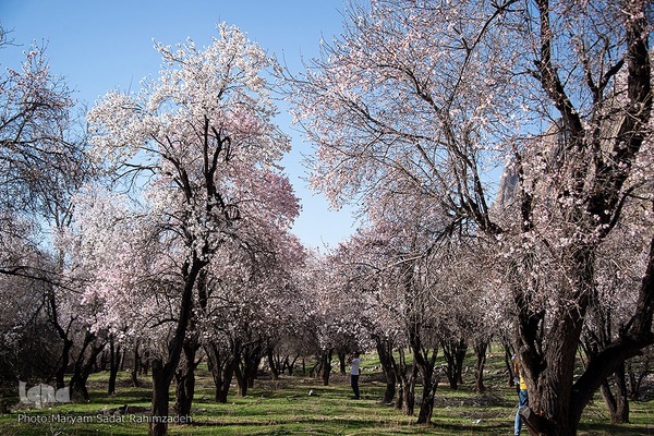 شکوفه‌های بهاری فارس