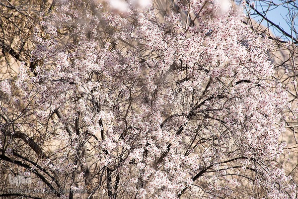 شکوفه‌های بهاری فارس