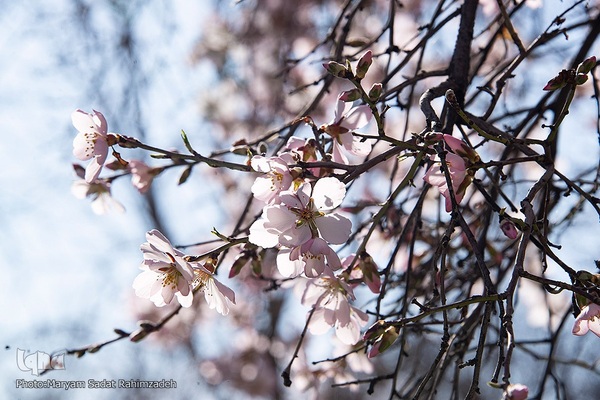 شکوفه‌های بهاری فارس