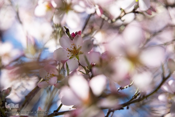 شکوفه‌های بهاری فارس