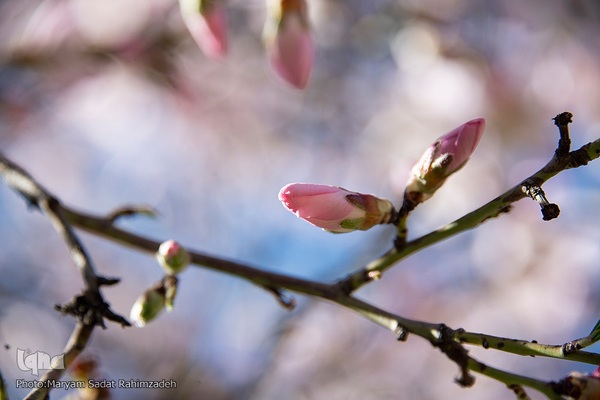 شکوفه‌های بهاری فارس