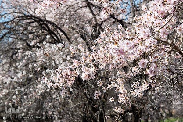 شکوفه‌های بهاری فارس