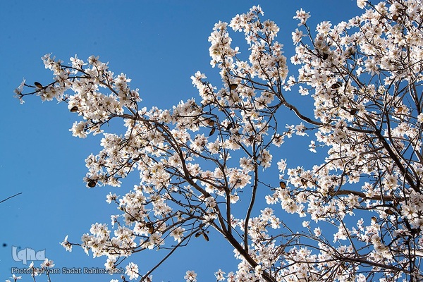 شکوفه‌های بهاری فارس