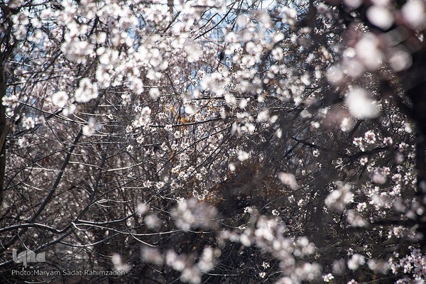 شکوفه‌های بهاری فارس