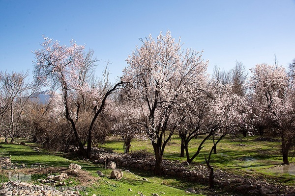 شکوفه‌های بهاری فارس