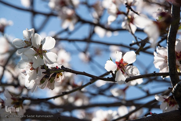 شکوفه‌های بهاری فارس
