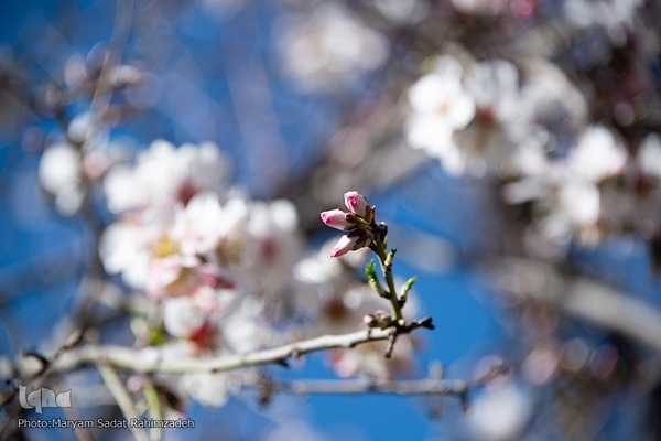 شکوفه‌های بهاری فارس