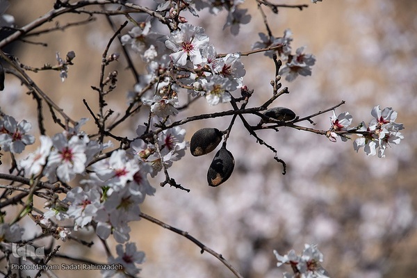 شکوفه‌های بهاری فارس