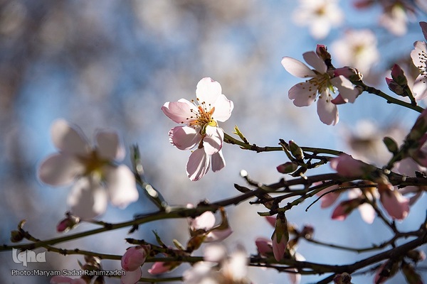 شکوفه‌های بهاری فارس