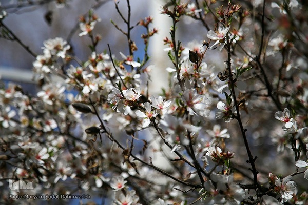 شکوفه‌های بهاری فارس