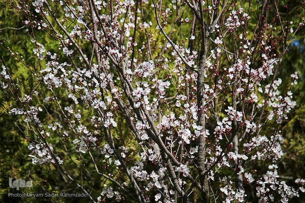 شکوفه‌های بهاری فارس
