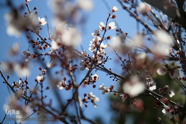 شکوفه‌های بهاری فارس