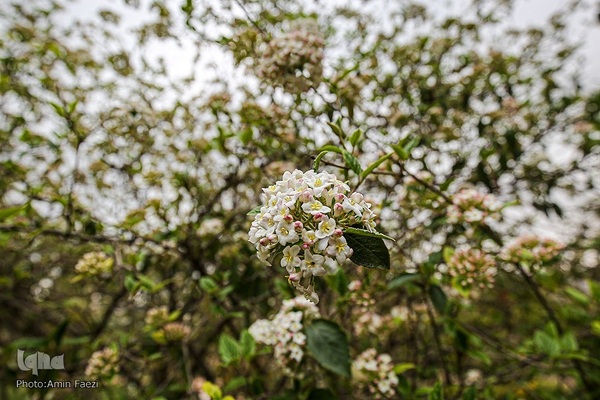 جلوه بهار در باغ ارم شیراز‎‎