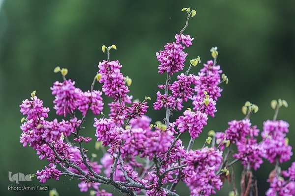 جلوه بهار در باغ ارم شیراز‎‎