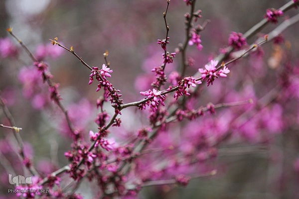 جلوه بهار در باغ ارم شیراز‎‎