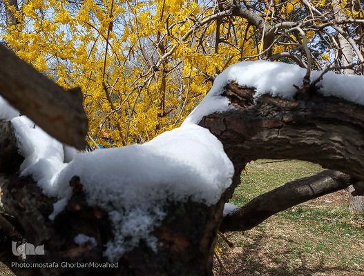 زمستان در بهار شهرستان اهر
