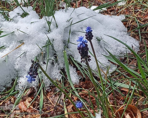 زمستان در بهار شهرستان اهر
