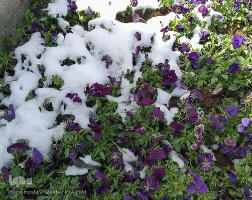 زمستان در بهار شهرستان اهر