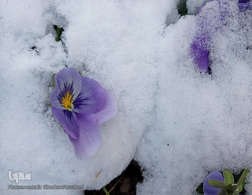 زمستان در بهار شهرستان اهر