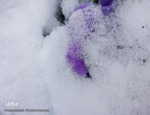 زمستان در بهار شهرستان اهر