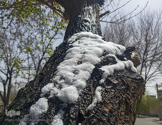 زمستان در بهار شهرستان اهر