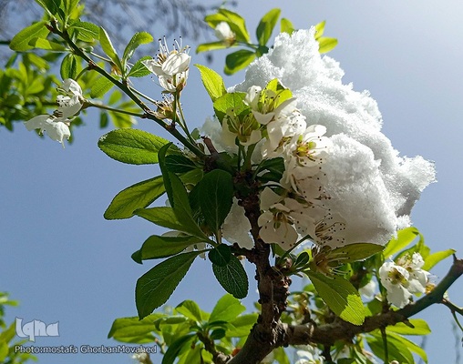زمستان در بهار شهرستان اهر