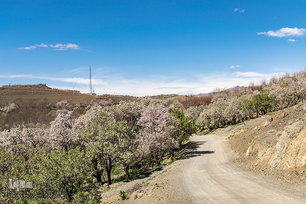 سامان شهر شکوفه های بهاری