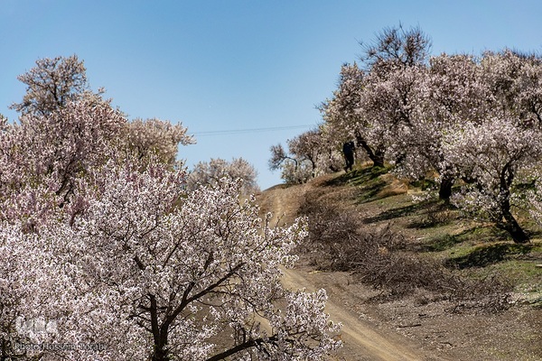 سامان شهر شکوفه های بهاری