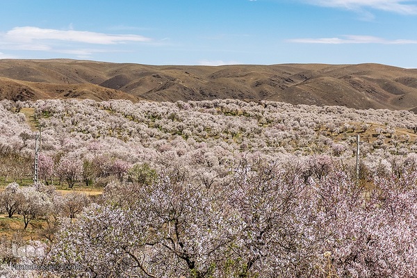 سامان شهر شکوفه های بهاری