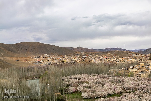 سامان شهر شکوفه های بهاری