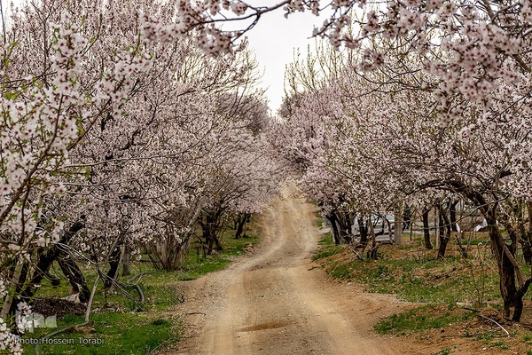 سامان شهر شکوفه های بهاری