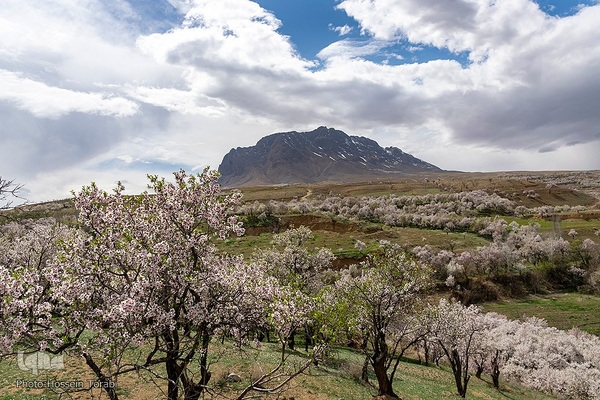 سامان شهر شکوفه های بهاری