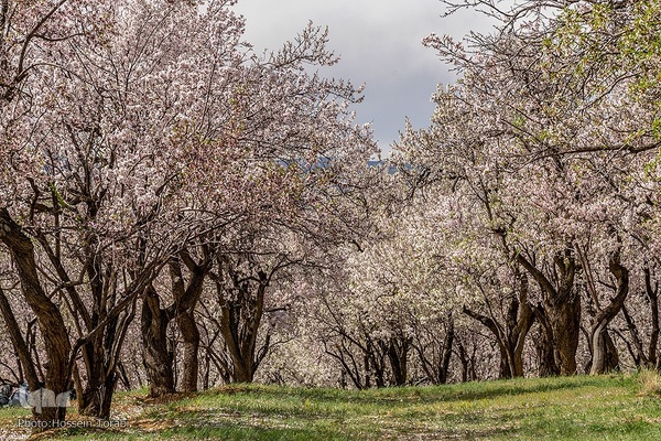 سامان شهر شکوفه های بهاری