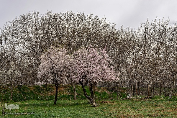 سامان شهر شکوفه های بهاری
