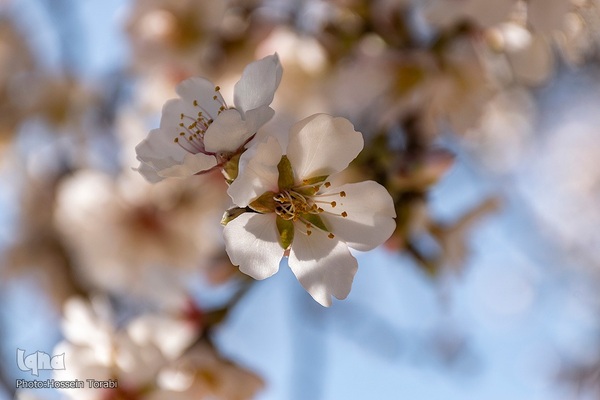 سامان شهر شکوفه های بهاری