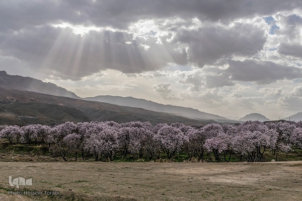 سامان شهر شکوفه های بهاری