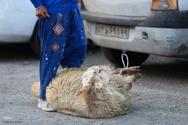 خرید و ذبح دام عید قربان در تهران