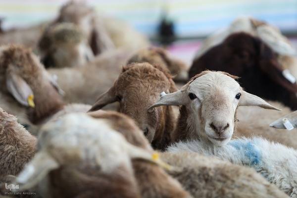 خرید و ذبح دام عید قربان در تهران