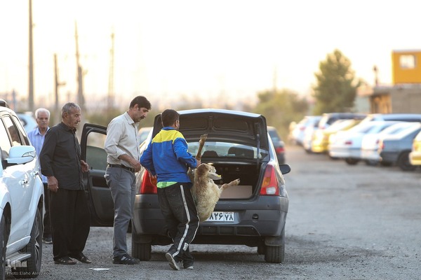 خرید و ذبح دام عید قربان در تهران