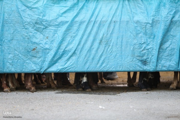 خرید و ذبح دام عید قربان در تهران