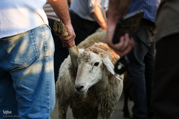 خرید و ذبح دام عید قربان در تهران
