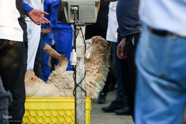 خرید و ذبح دام عید قربان در تهران